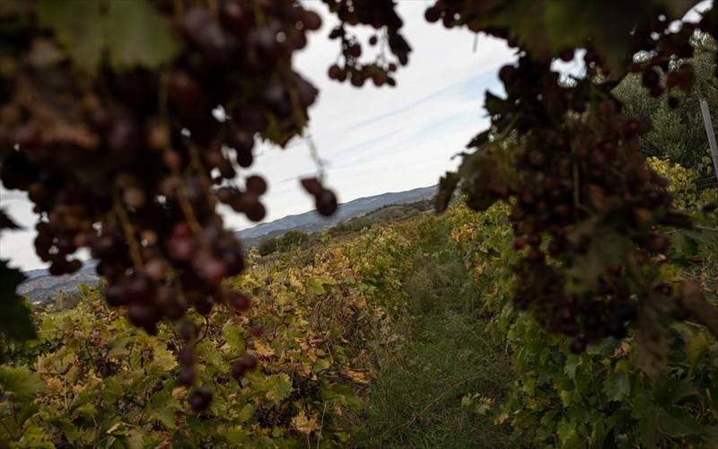 pos-ginetai-i-apostaksi-tsipourou-apostaksi-tsipourou