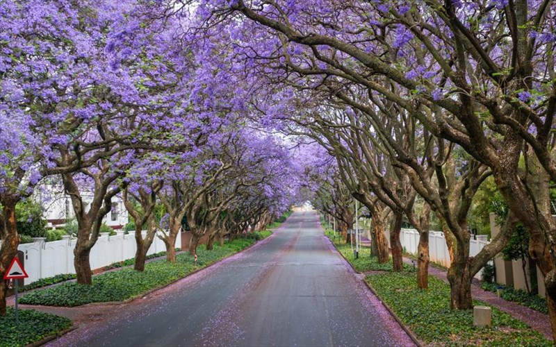 boltaroume-anamesa-se-entuposiaka-dentra-tou-planiti-pou-koboun-tin-anasa