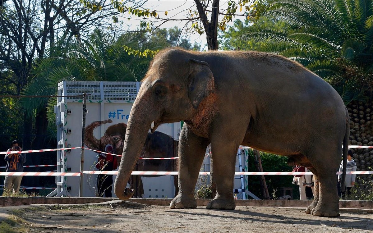 kaavan-elefantas