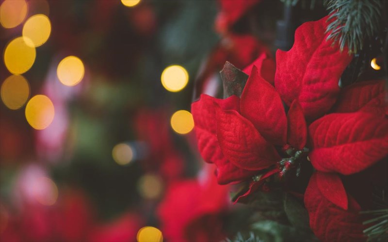 pos-na-ftiaksete-prototupa-xristougenniatika-dentra-me-aleksandrino