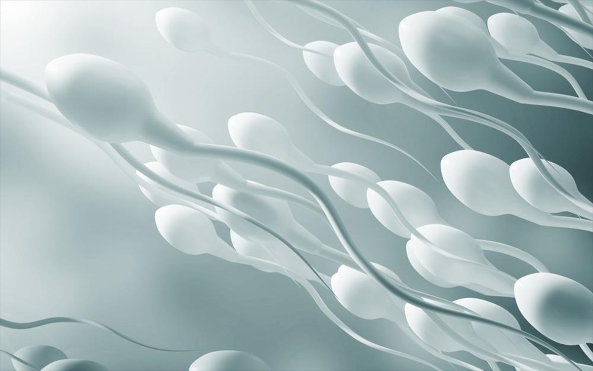sperma-gonimotita-spermatozoaria