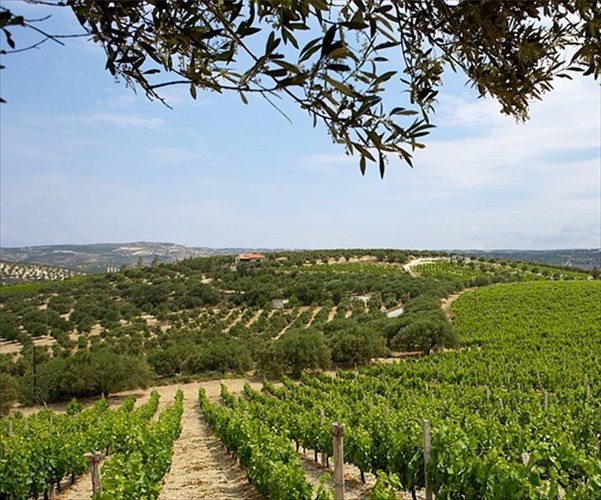 scaralea-estate-nea-epoxi-gia-to-istoriko-ktima-tis-oinopoiias-mpoutari