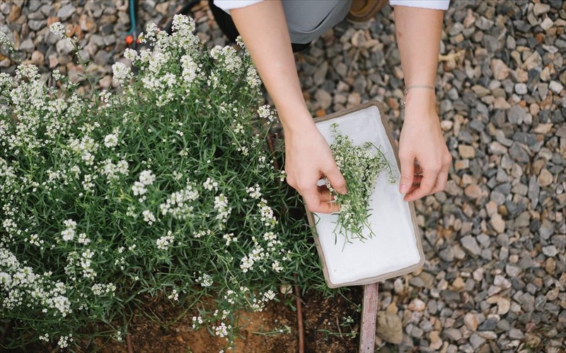 to-soil-dimiourgei-mia-diaforetiki-olistiki-gastronomiki-empeiria-sto-alepoxori