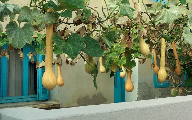 to-festibal-kournos-tis-limnou-epistrefei-gia-triti-sunexi-xronia