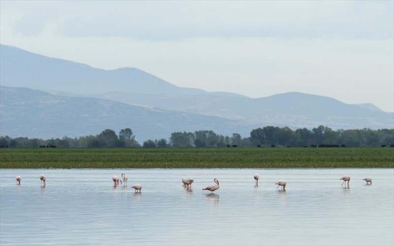 10kai1-fotografies-apo-ti-fthinoporini-limni-kerkini-me-ta-flamingko