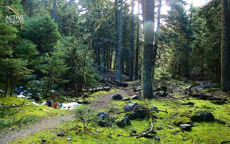 i-zireia-mas-kalei-gia-xmas-edition-pezoporia-sti-xaradra-flampouritsas