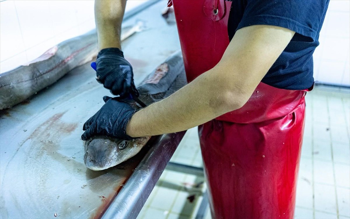 giannis-myrmigiannis