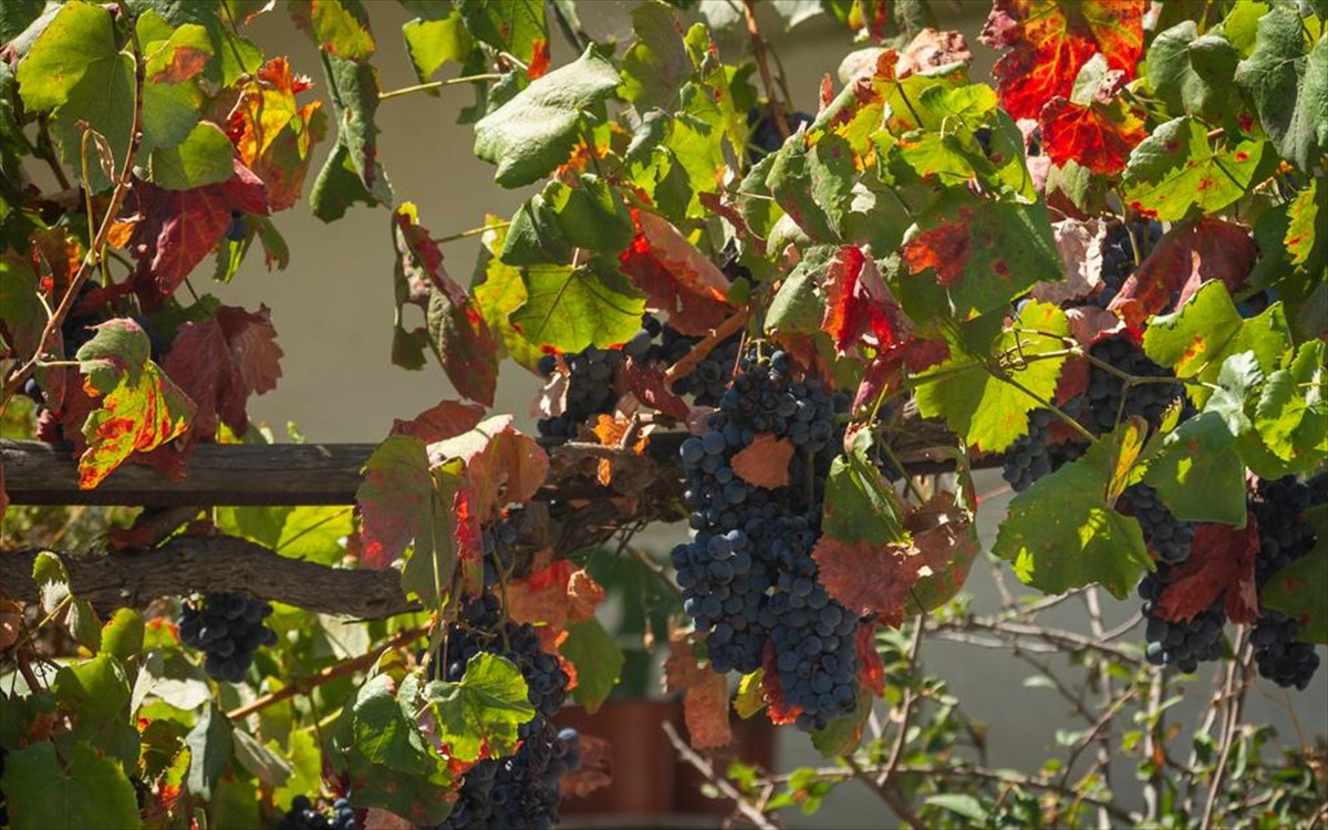 samos-ampelonas-krasi