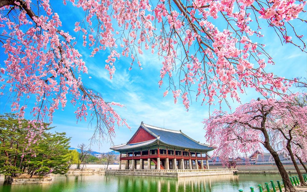 gyeongbokgungpalaceanthismenes-kerasies-notia-korea