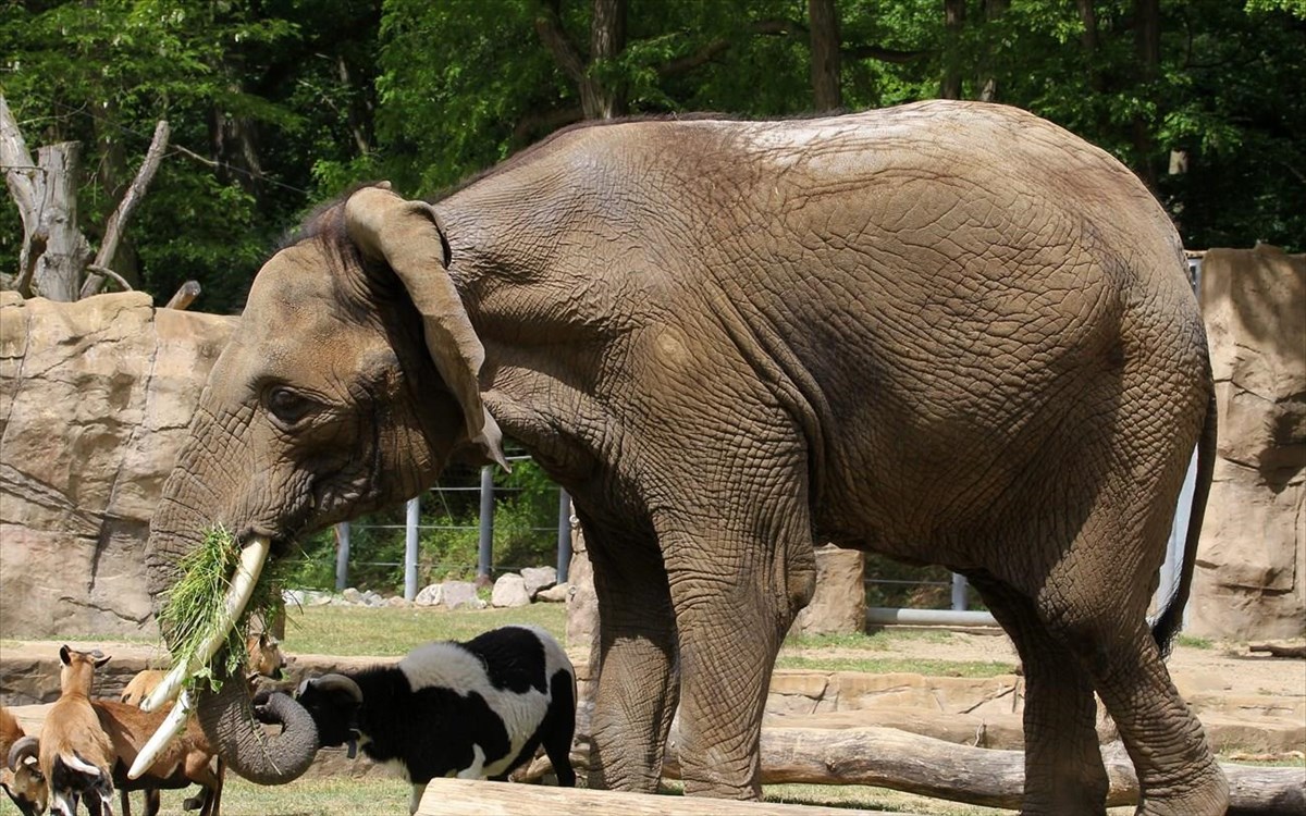 oldest-african-elephant-afrikanikos-elefantas