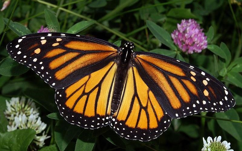 oi-petaloudes-monarxis-ksekinisan-to-ekpliktiko-metanasteutiko-tous-taksidi