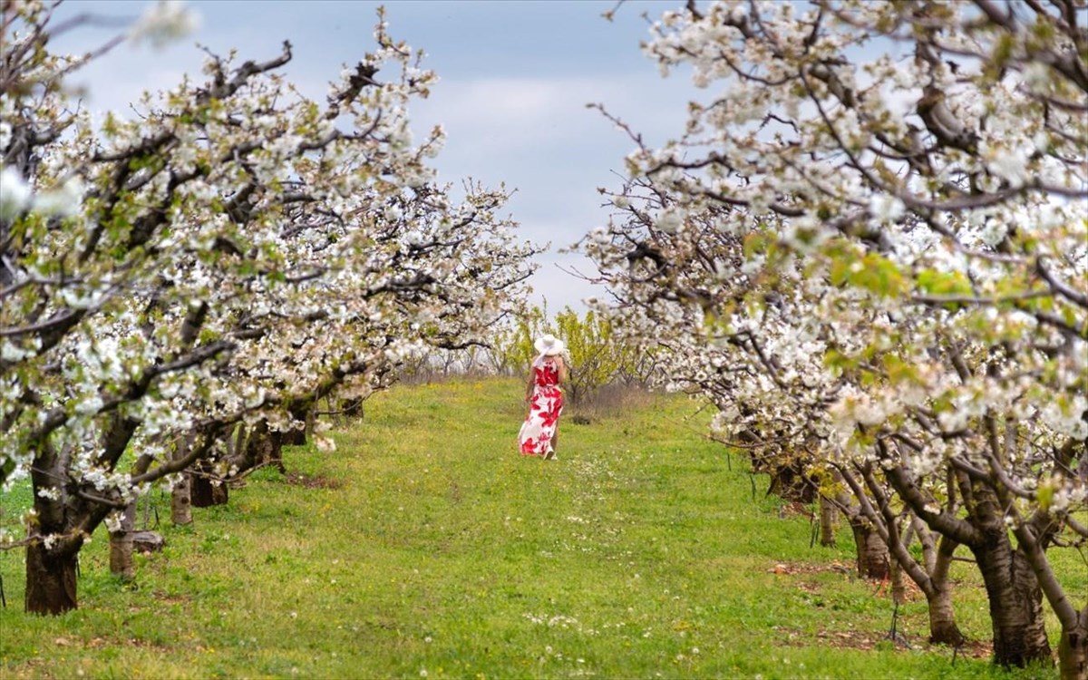 anthismenes-kerasies-pierias