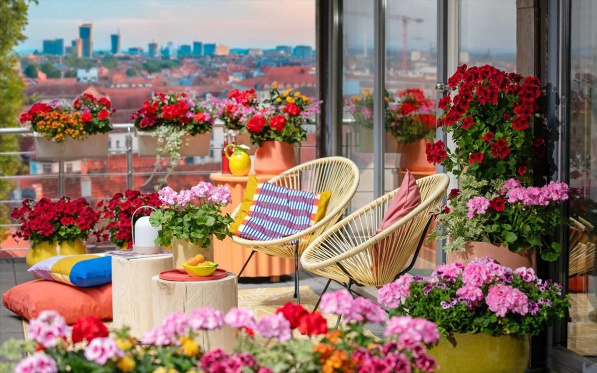 pelargonium-for-europe