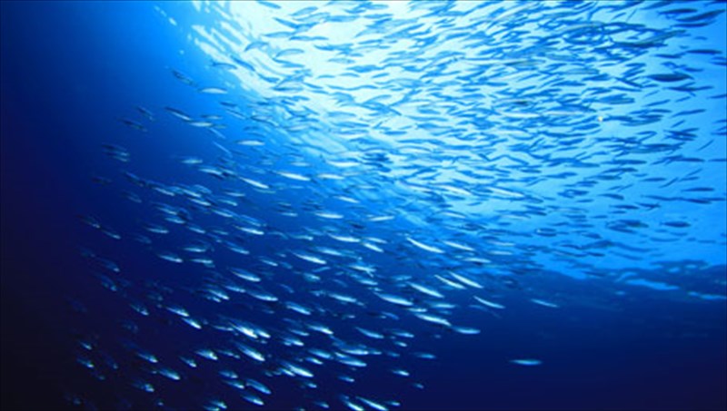 sardeles-enas-thisauros-sto-trapezi-mas