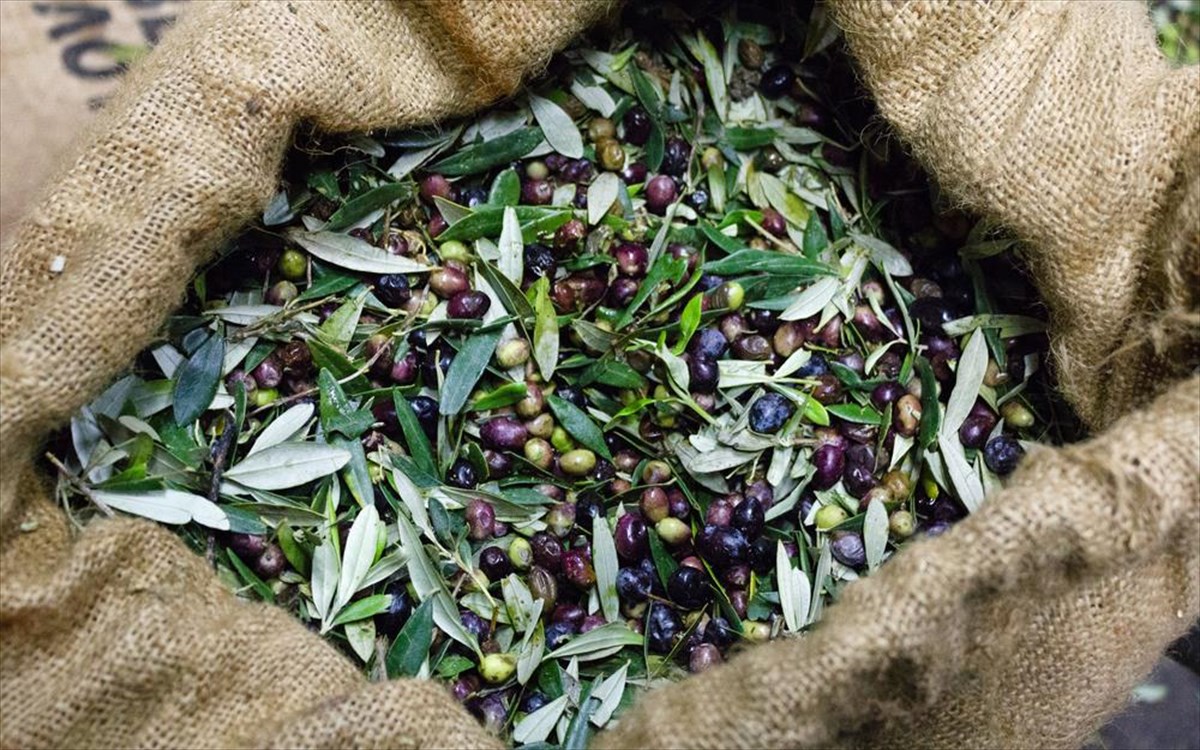 elies-kalamata-messinia