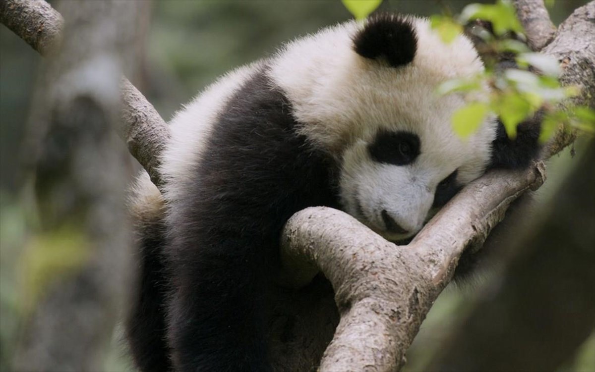 viasat-naturechinas-wild-secretsblue-tiger-butterflies