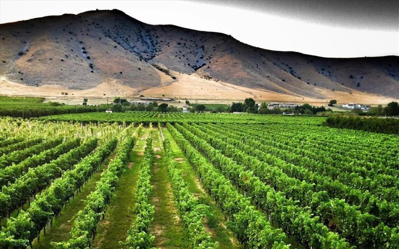 to-ktima-zafeiraki-protostatei-stin-pagkosmia-imera-limnionas