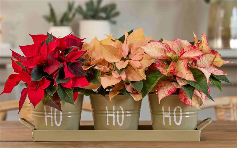 pos-na-frontisete-to-xristougenniatiko-aleksandrino-sas-gia-na-anteksei-perissotero