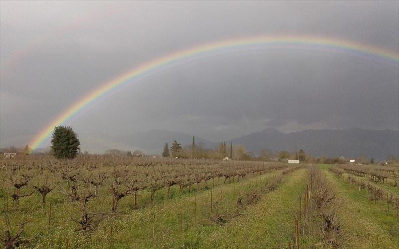 apo-tin-retsina-tou-pappou-sta-fine-wines-tis-mantineias-i-istoria-enos-oikogeneiakou-oinopoieiou