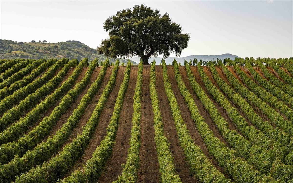 siciliadoc191credits-consorziodocsicilia