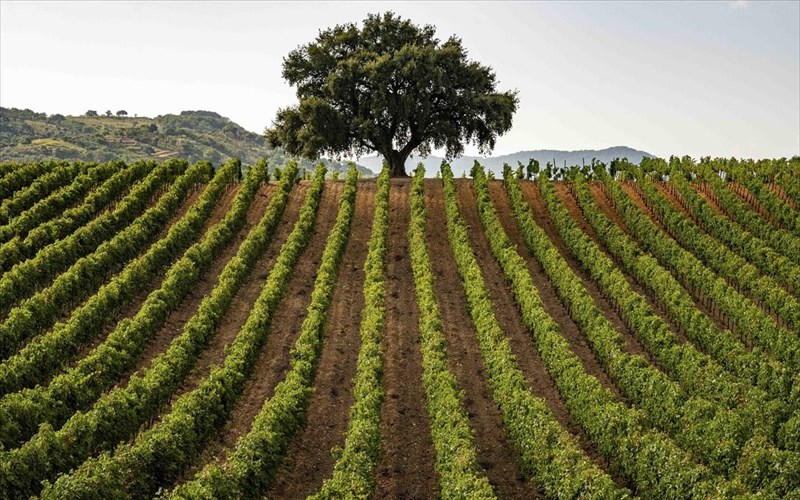 sicilia-doc-to-mosaiko-ton-krasion-tis-sikelias