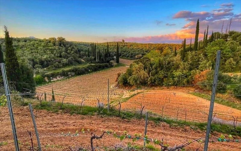 i-oinopoiia-psarouli-dinei-to-ixiro-paron-sto-oinorama-2026