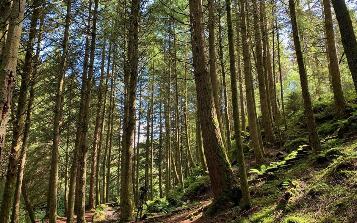 viasat-natureinsidetheforest