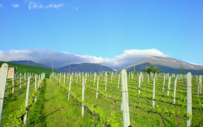 oinopoiia-dalamara-krasi-pente-geneon-apo-ti-naousa