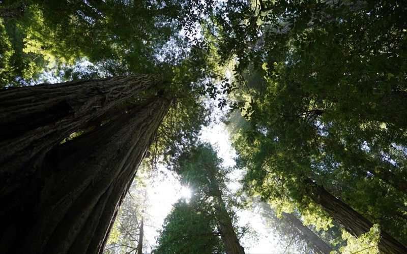 mia-diaforetiki-apodrasi-stin-parnitha-forest-bathing-kai-dimiourgia-kosmimatos-sto-dasos