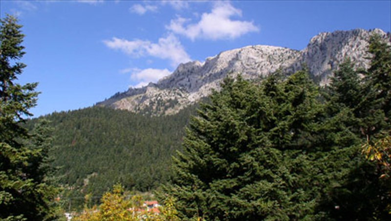 elati-stin-agkalia-tis-pindou