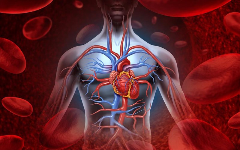 poio-einai-to-barutero-organo-sto-anthropino-soma