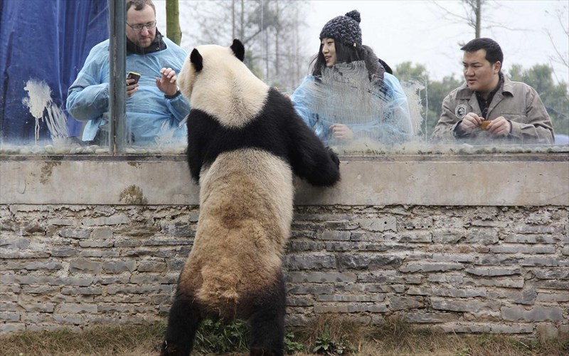 ena-zeugari-gigantia-panda-metaferontai-apo-tin-kina-sto-belgio