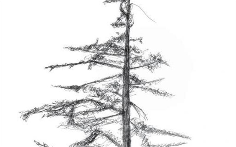 texni-mesa-apo-to-dasos