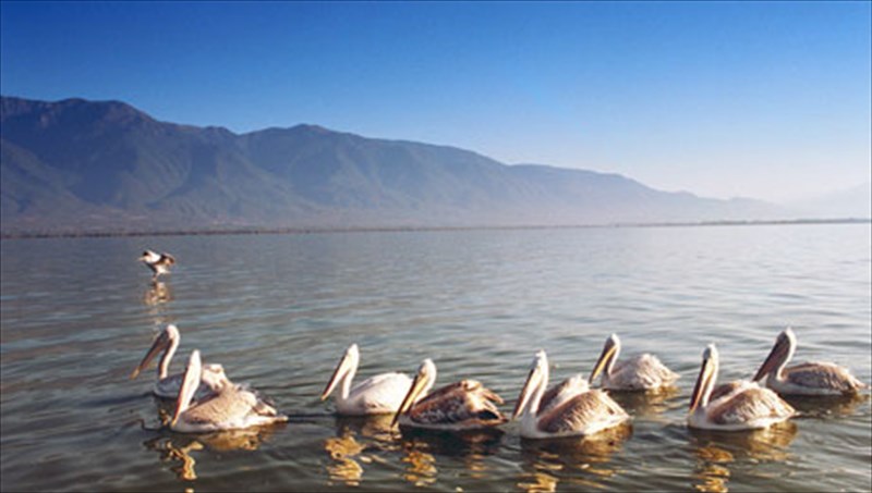 o-thaumastos-kosmos-tou-udrobiotopou-tis-limnis-kerkinis