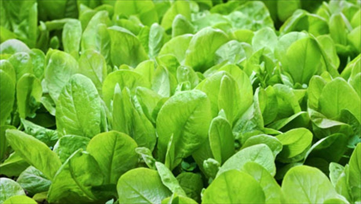 trofes-pou-stamatoun-ton-xrono