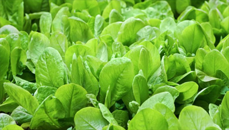 trofes-pou-stamatoun-ton-xrono