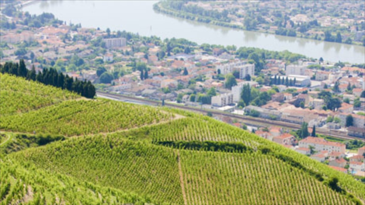 geusignosia-krasion-apo-tis-oxthes-tou-rodanou