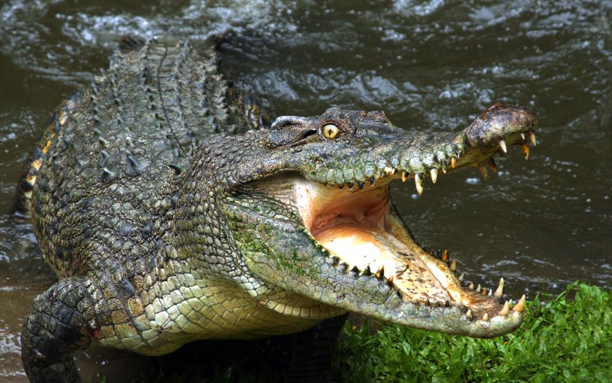 krokodeilos