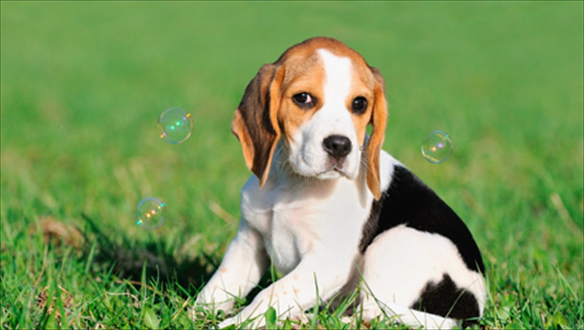 mathimata-zois-apo-ton-skulo-mas