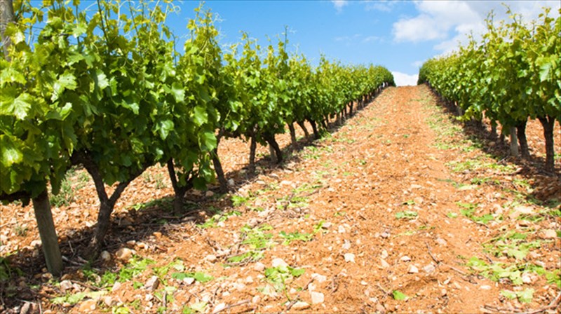 bienni-strountel-tourta-zaxer-kai-krasi