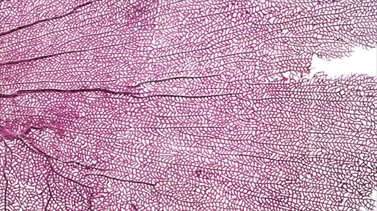 anixneuontas-me-ton-fotografiko-fako