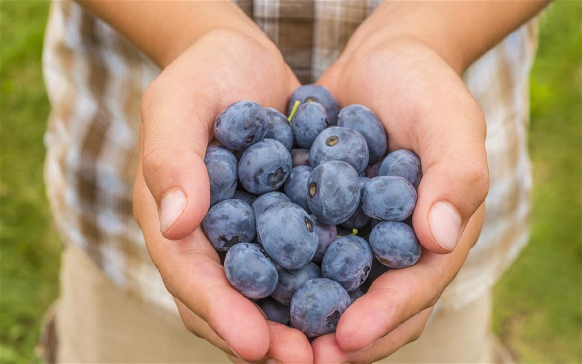 blueberries-murtila-paidia