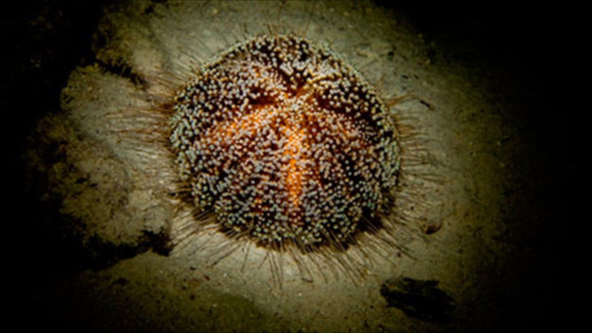 ekthesi-upobruxias-fotografias-afieromeni-sta-nauagia