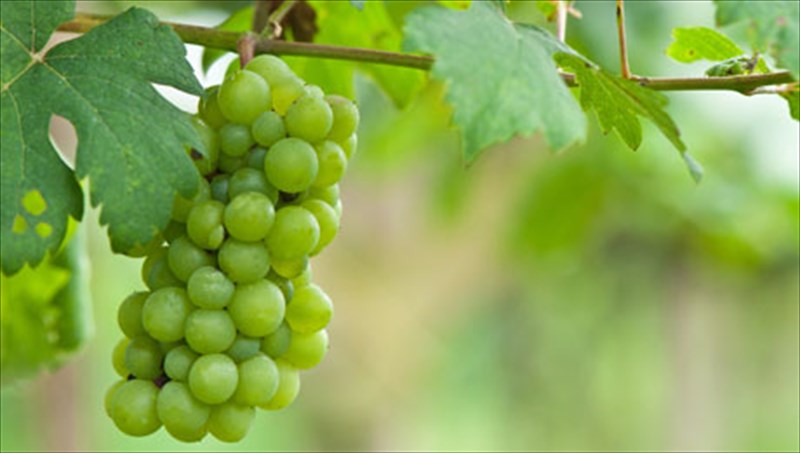 posa-gnorizete-gia-to-stafuli