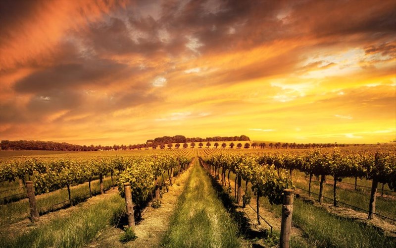 mia-erotiki-istoria-me-fonto-ateleiotous-ampelones