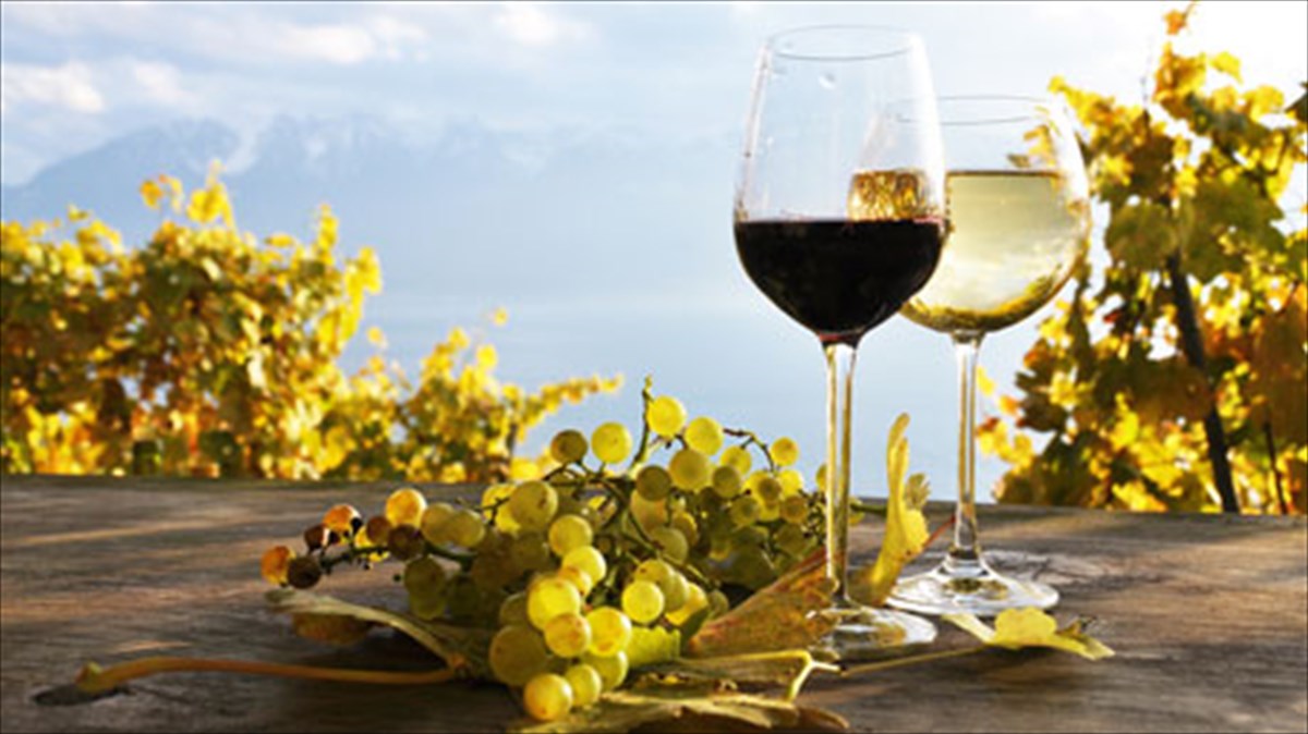 episkepsi-sta-oinopoieia-tis-nemeas