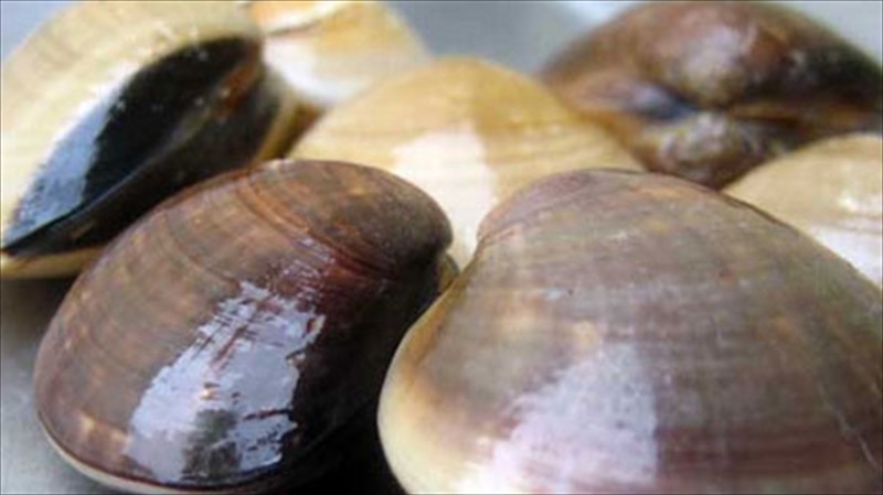 ton-septembri-i-spondi-mageireuei-ostrakoeidi-spondi-mageireuei-ostrakoeidi