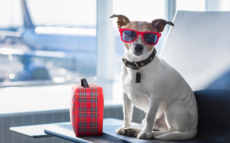 se-poies-paralies-tis-attikis-ki-oxi-mono-mporeite-na-pate-me-to-skuli-sas