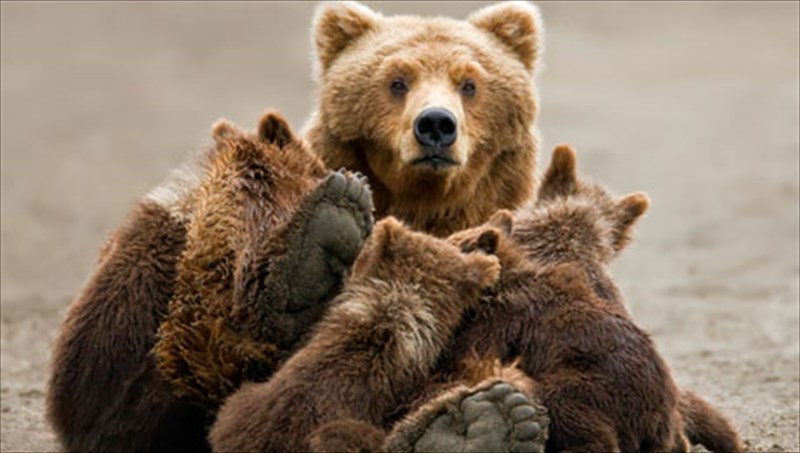 se-poies-xores-tis-europis-mporoume-akoma-na-doume-agria-zoa