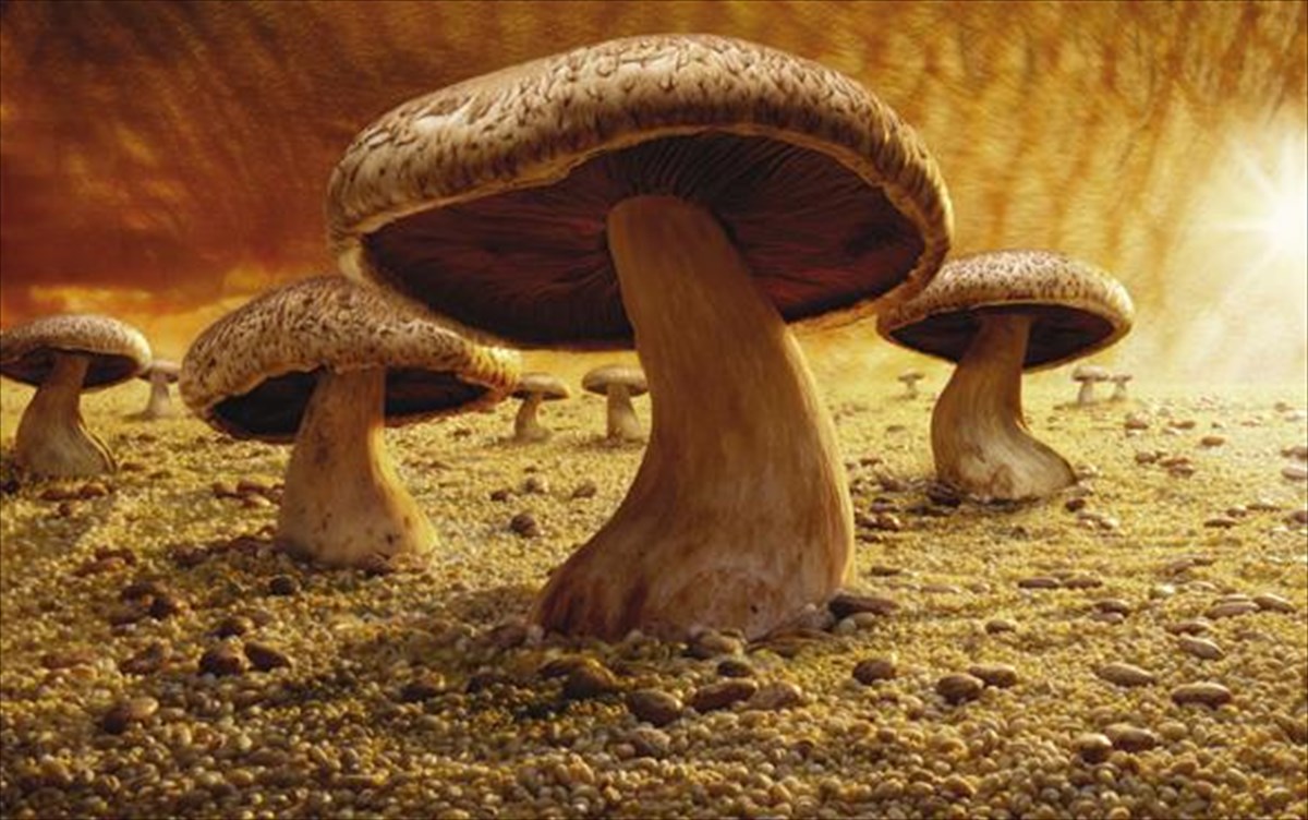 mushroom-savanna